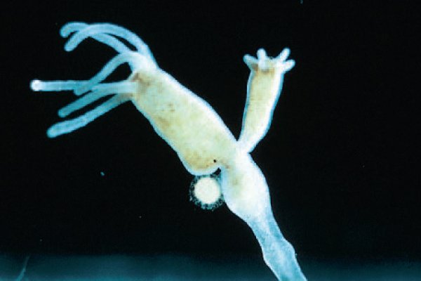 Kraken ссылка kraken014 com