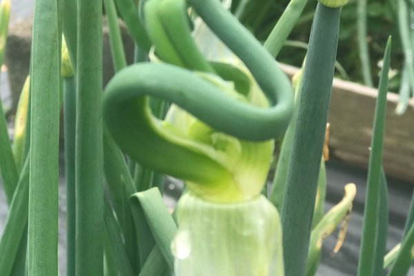 Кракен дарк сайт