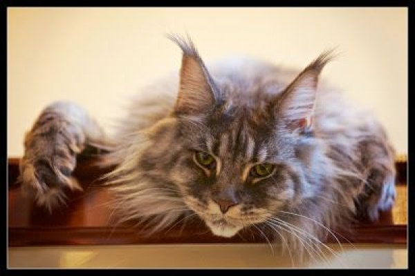 Кракен рабочая ссылка 2024