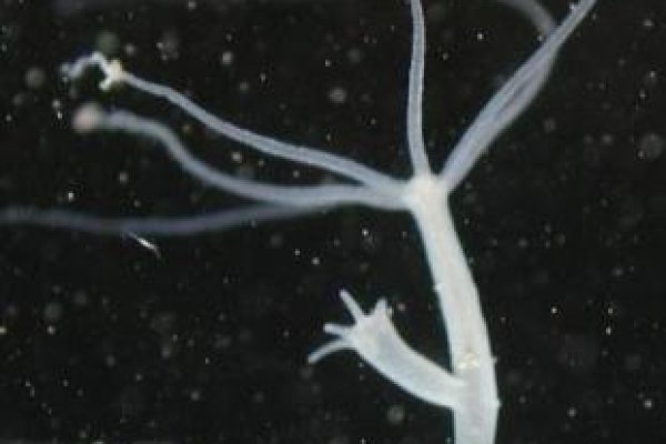 Кракен сайт официальный зеркало